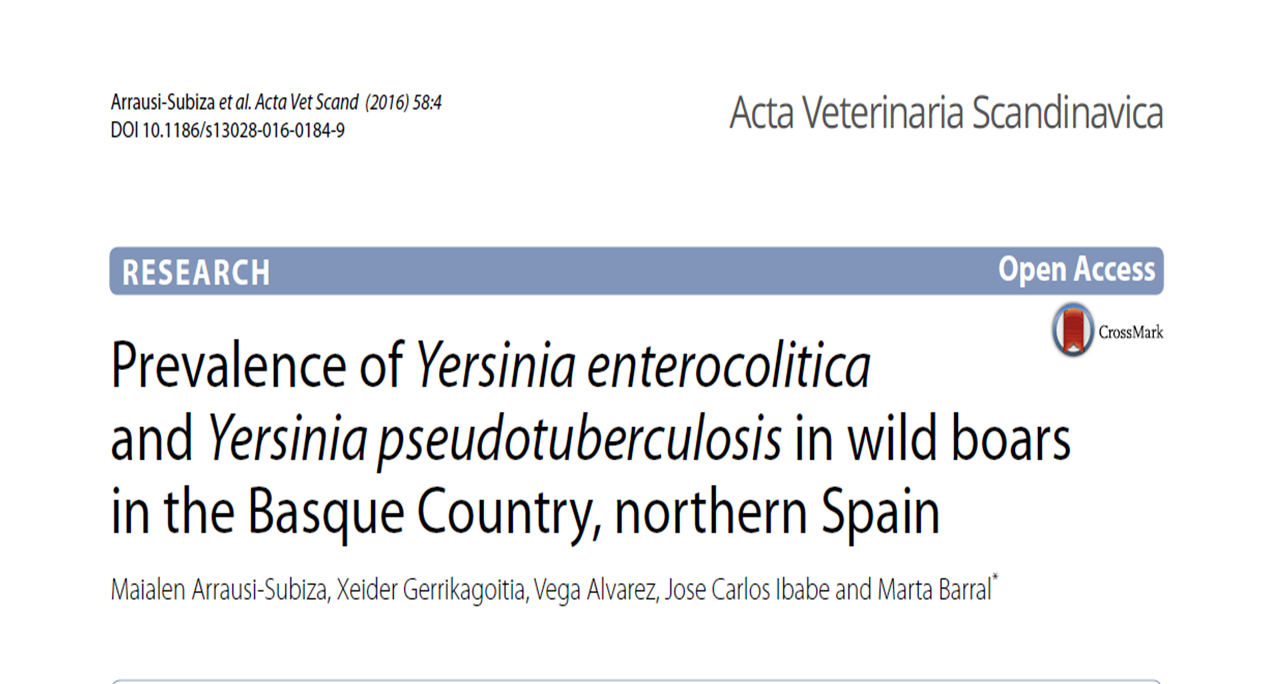 Que sabemos sobre la infección por Yersinia spp en la población de jabalíes del País Vasco