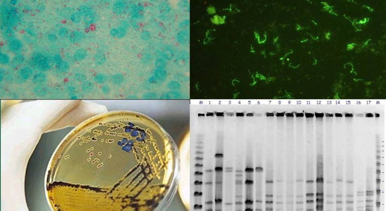Microbiologia