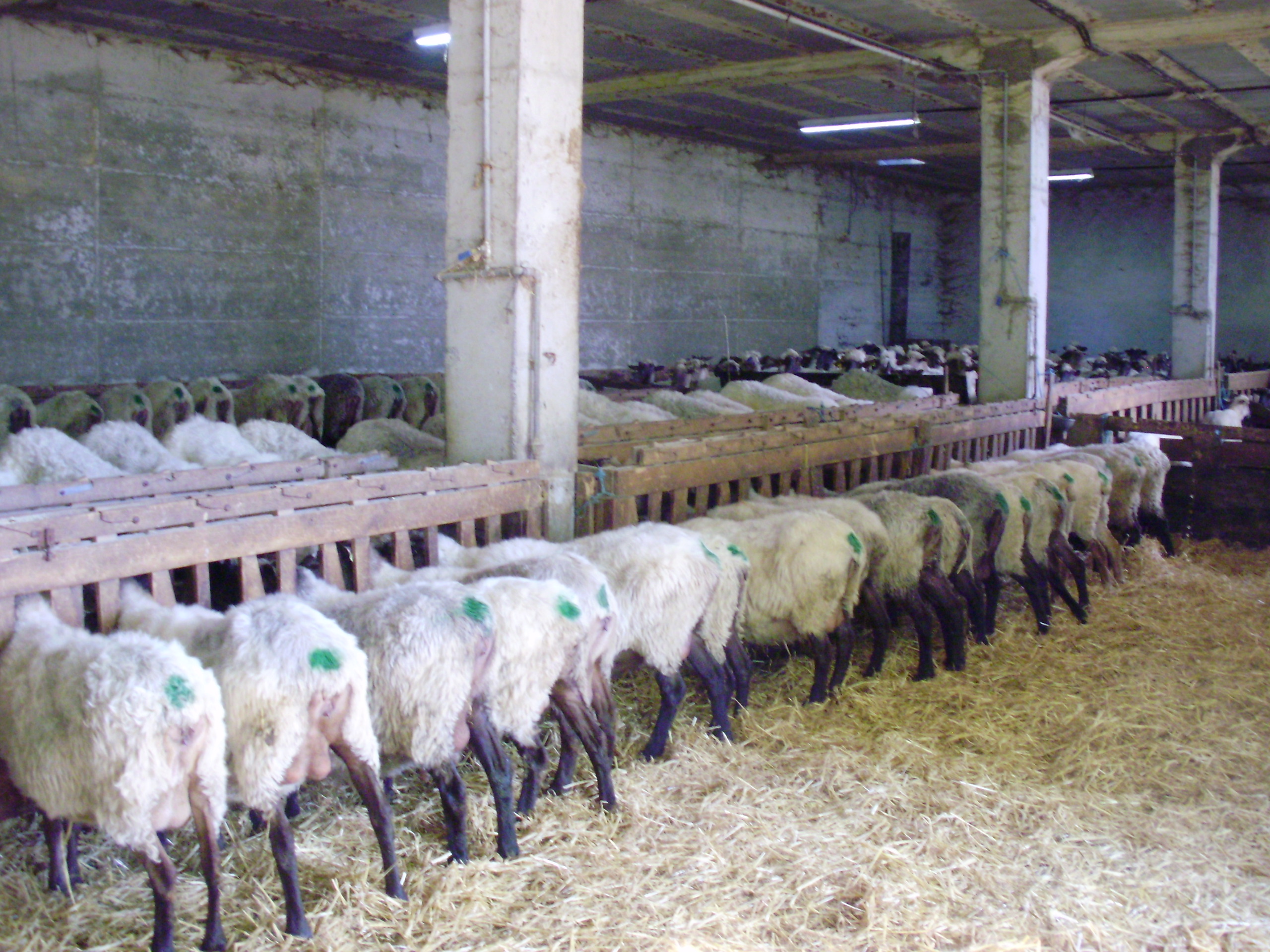 ¿Qué recordamos de la infección por el virus Maedi / Visna en las ovejas?