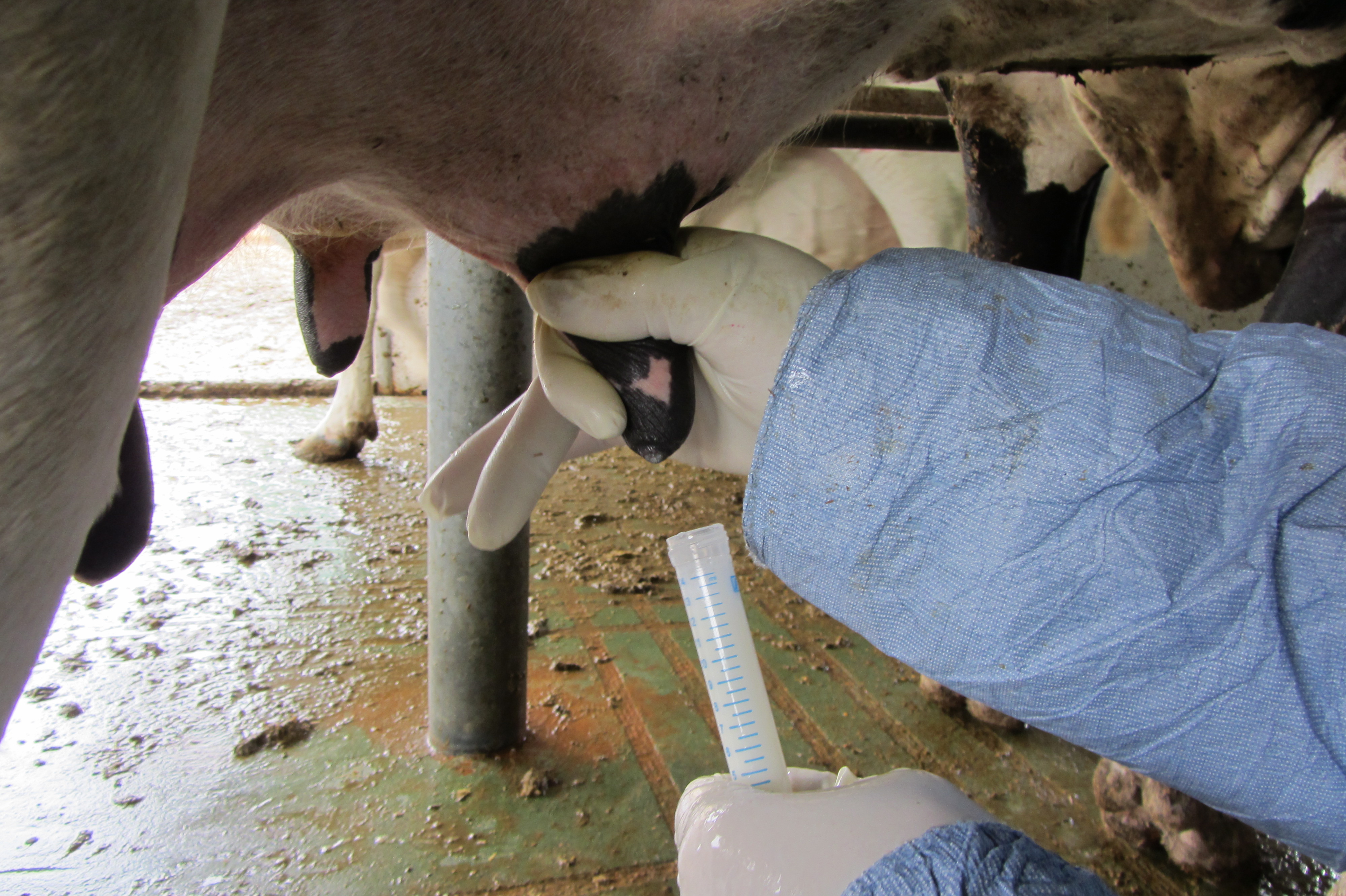 Descifrando el papel de la microbiota de la leche en el desarrollo de la mamitis y en la salud intestinal de los terneros