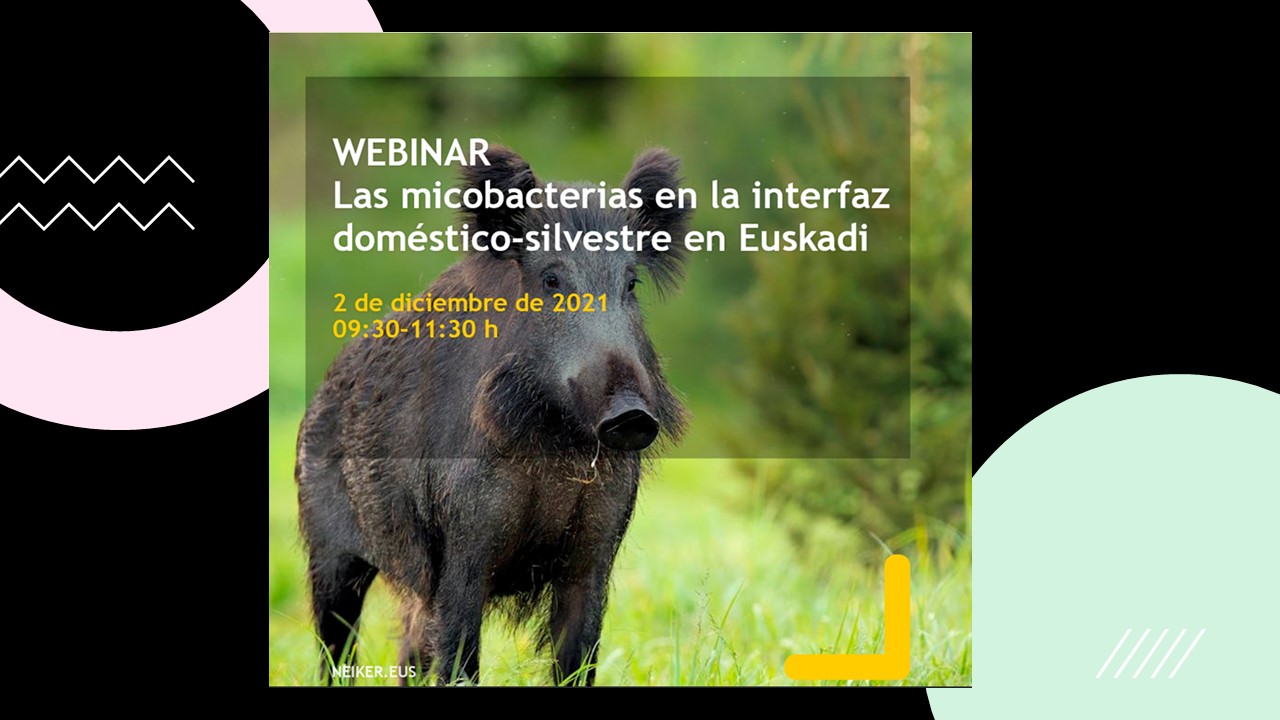 Webinar: Las micobacterias en la interfaz doméstico-silvestre en Euskadi