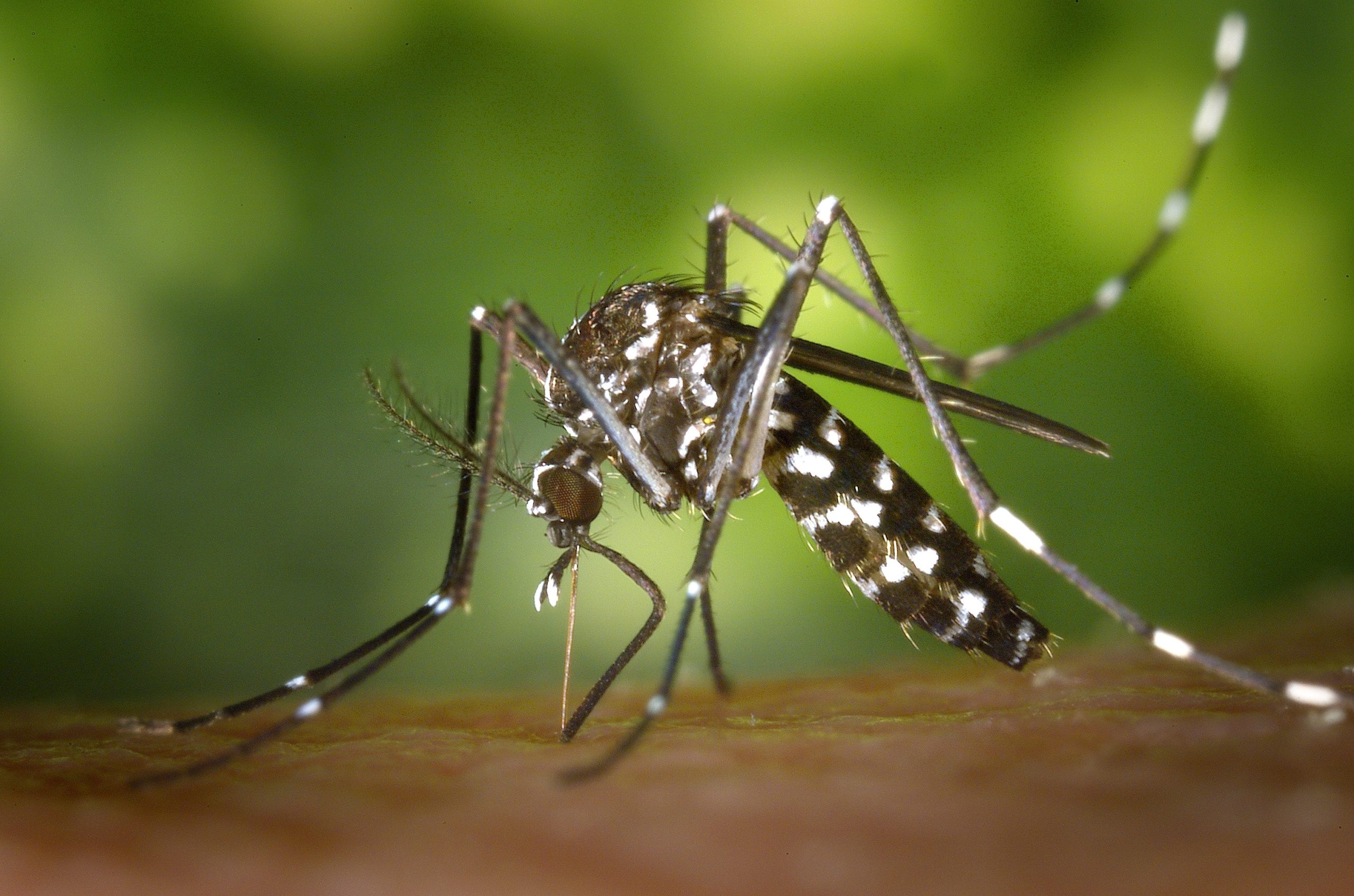 Resultados de la vigilancia de los mosquitos invasores Aedes en 2022