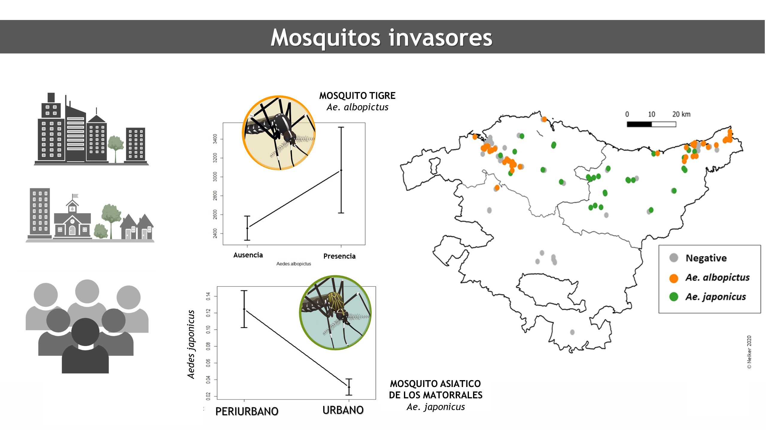 Aedes eltxo inbaditzaileak EAEko hiri eta hiri-inguruko gradientean: Aedes japonicus espeziearen banaketa zabalaren ebidentziak