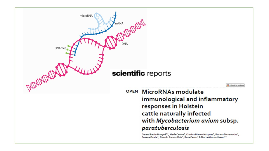 MicroRNAek Mycobacterium avium subsp. paratuberculosis (MAP) espeziearekin modu naturalean infektatutako Holstein arrazako behien erantzun immunologikoa eta inflamatorioa arautzen dute