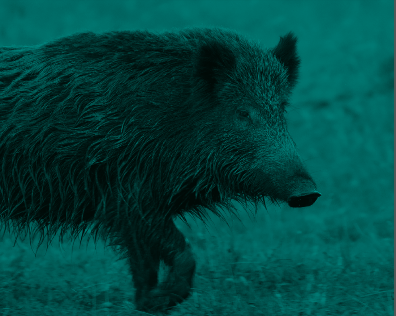 Basa-espezieen osasun zainketa programa EAE-n