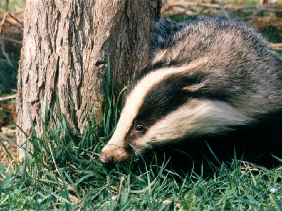 Estrategias de control de la tuberculosis animal en reservorios silvestres y domésticos (proyecto TEJONTB)