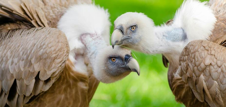 Europa hegoaldeko sai arreetan oso patogenoa den hegazti-influenzaren (H5N1) agerraldi baten diziplina anitzeko jarraipena