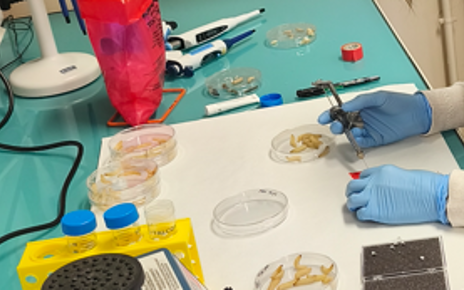 Reunión de Q-Net-Assess en ANSES (Francia) centrada en el modelo Galleria mellonella para estudio de la virulencia de cepas de Coxiella burnetii